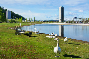 łabędzie w Oslo, Norwegia © VinyLove Foto