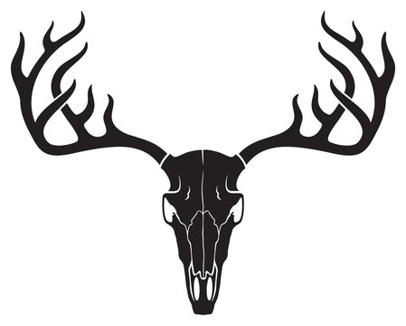 vector deer skull with horns