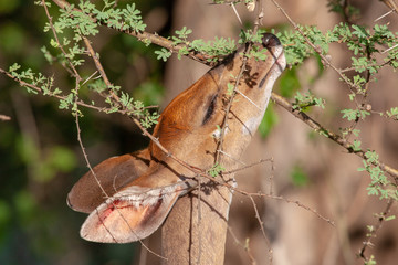 kruger mpumalanga national park south africa