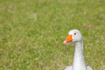 Some ducks in a green pasture in Dolomites area