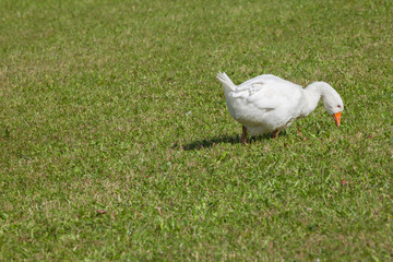 Some ducks in a green pasture in Dolomites area