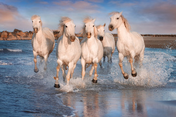 White horses in Camargue, France. - obrazy, fototapety, plakaty