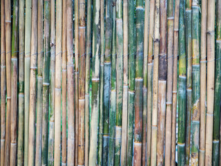 bamboo wall of green and brown colors, texture, natural background, close up