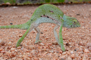 chameleon kruger mpumalanga national park south africa © francescodemarco