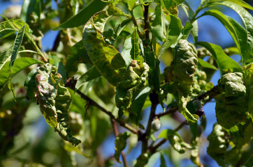 Peach leaves with leaf curl (Taphrina deformans) disease. Branch of peach with defected leaves.