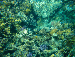 sea fish, coral reef, underwater