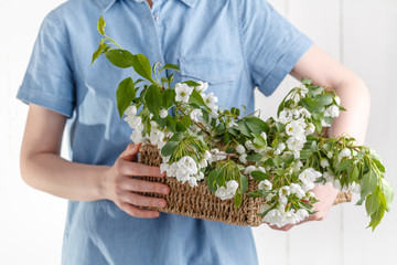 Bouquet of spring flowers in the hands of a girl on a background of blue dress. Blooming apple tree in spring