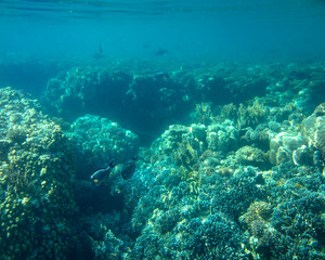 Naklejka na ściany i meble sea fish, coral reef, underwater