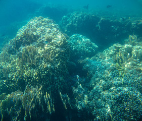 Fototapeta na wymiar sea fish, coral reef, underwater