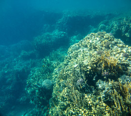 Fototapeta na wymiar sea fish, coral reef, underwater