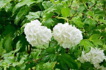 white flowers in the garden