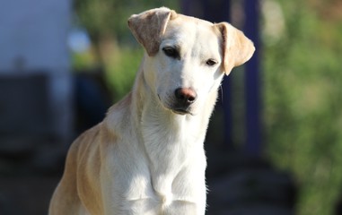 A Beautiful White and light brown innocent dog-concept-pet animals