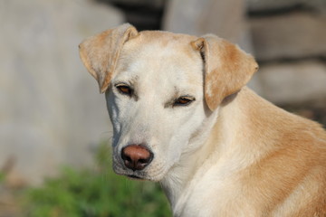 A Beautiful White and light brown innocent dog facing to the camera-concept-pet animals