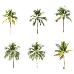 Coconut tree on white background 