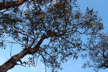 gum (?) trees in australia