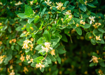 White flowers on a branches