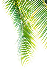 Detail of coconut trees leaf in public park background