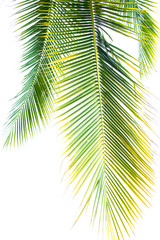 Fototapeta na wymiar Detail of coconut trees leaf in public park background
