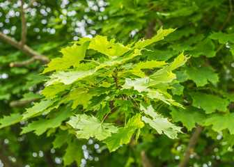 Maple leaves on the branch