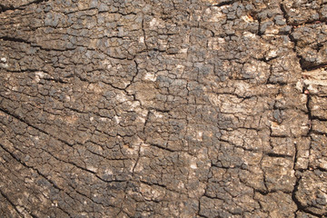 Background wood texture close up