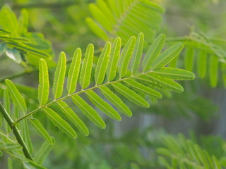 Close-up green leaves of Mimosa pudica, Sensitive plant, Sleeping grass or Shameplant with green...