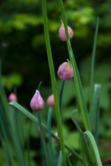 wild chive growing in the garden