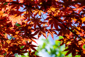 Branches with young leaves of red color of Japanese maple Acer Palmatum on blurred background of greenery and blue sky. Close-up. Selective focus. Concept of nature of North Caucasus for design.