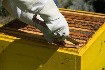 Beekeeper in protective workwear inspecting honeycomb frame at apiary.