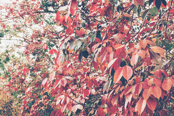 Colorful Trees in Spring season