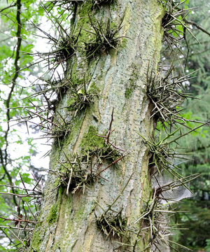 Gleditsia triacanthos - Amerikanische Gleditschie - Lederh&uuml;lsenbaum - Falscher Christusdorn