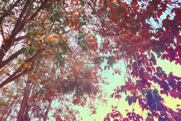 Colorful Trees in Spring season