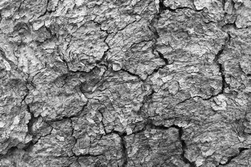 black and white tree bark texture background