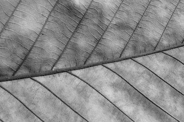 pattern of black and white leaf