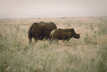 black rhino and calf at nairobi national park kenya