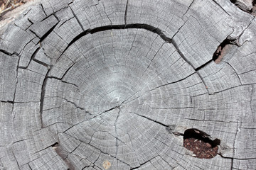 Tree ring Abstract background Textured