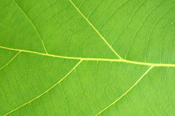 Obraz premium pattern of green leaf