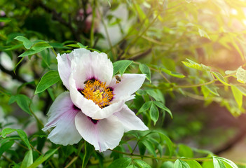Peony tree and its blossom in a sunlight