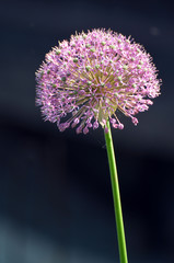 Blooming violet onion plant in garden. Flower decorative onion. Close-up of violet onions flowers on summer field.. Violet allium flower allium giganteum. Beautiful blossoming onions. Garlic flowers