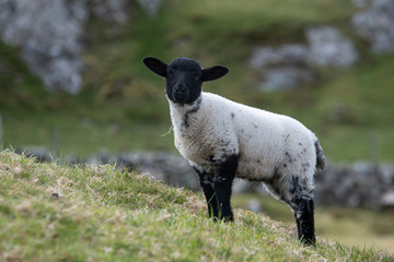 the most beautiful island in Ireland : INISHBOFIN