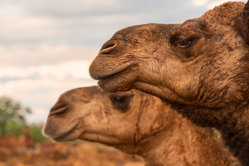 Camels out amongst nature