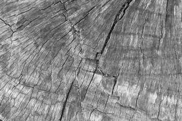 Fototapeta premium Background wood texture close up