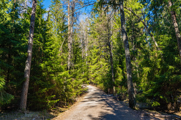 Fototapeta na wymiar ecological scandinavian forest hiking trail