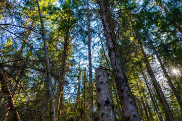 magical and ecological scandinavian forest