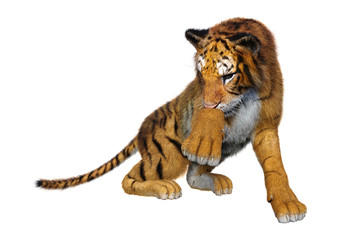 Obraz na płótnie Canvas 3D Rendering Big Cat Tiger on White