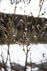 branch of a tree in winter