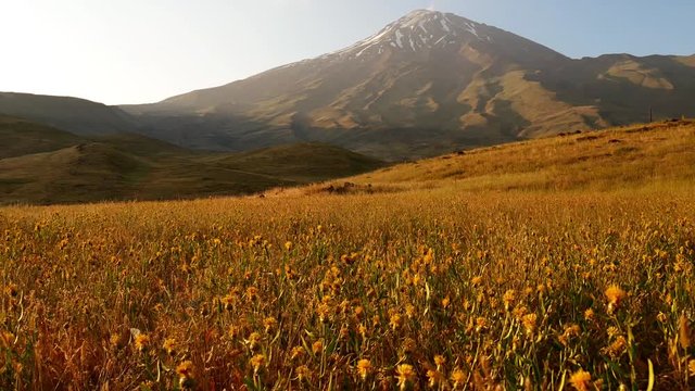 A following shot of Damavand's snowy peak during summer and extended field 2 A 4K following long shot of foothill of  Damavand's peak summer sunlight and plants shaking by wind yellow and blue 