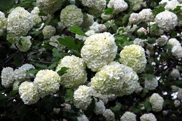 Viburnum bush with white flowers at spring
