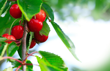 Macro shot of red cherries hanging on a tree branch. Nature background.