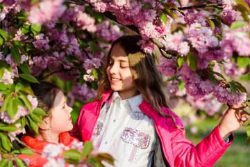 Fototapeta premium summer. Childhood beauty. Family day. happy sisters in cherry flower. Sakura blooming. small girl children in spring flower bloom. Natural cosmetics for skin. blossom smell, allergy. Sisterhood