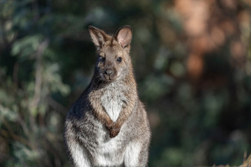 Naklejka na ściany i meble Wallaby in Tasmania, Australia